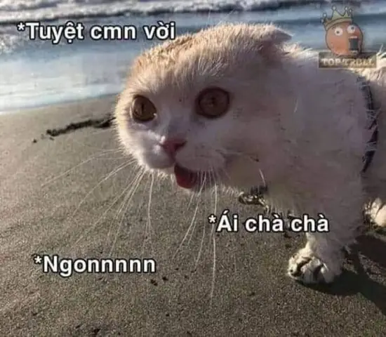 #1. Tải Meme Mèo Hài Hước
