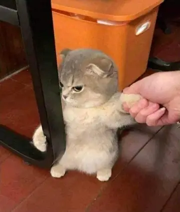 #1. Tải Meme Mèo Hài Hước