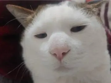 #1. Tải Meme Mèo Hài Hước