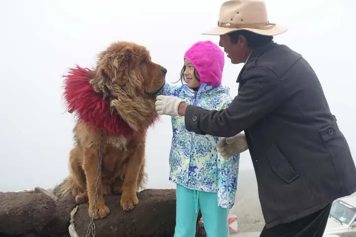 Hình Ảnh Chó Ngao Tây Tạng Cùng Chủ Nhân Của Mình