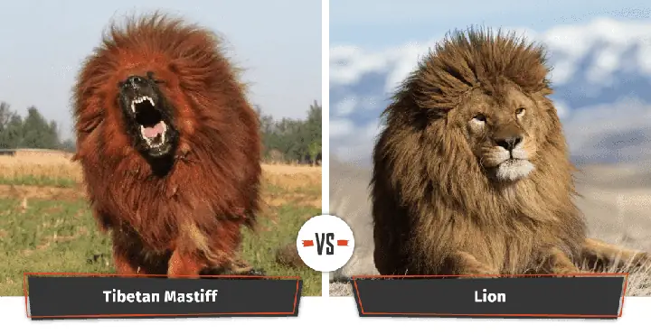 Hình Ảnh Chó Ngao Tây Tạng Dũng Mãnh