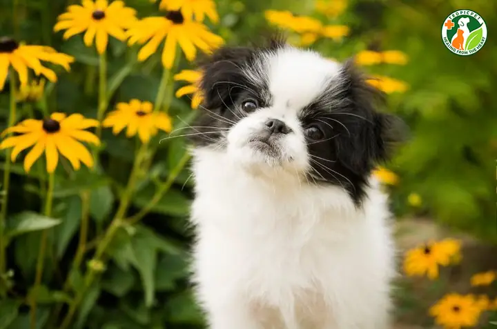 Chó Phốc Sóc Lai Nhật