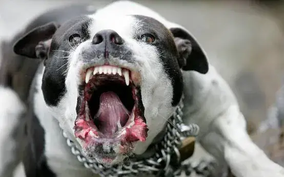 Hình Ảnh Chó Pitbull Con: Toàn Cảnh Về Ngoại Hình, Tính Cách Và Chăm Sóc