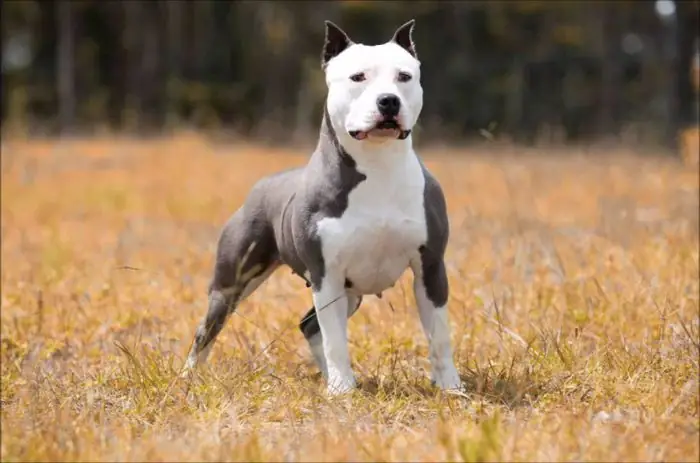 Hình Ảnh Chó Pitbull Thuần Chủng Hình Ảnh Chó Pitbull Thuần Chủng