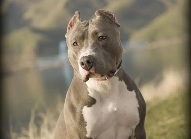 Hình Ảnh Chó Pitbull Thuần Chủng Hình Ảnh Chó Pitbull Thuần Chủng