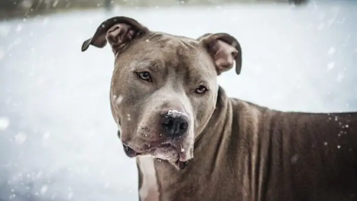 Hình Ảnh Chó Pitbull Thuần Chủng Hình Ảnh Chó Pitbull Thuần Chủng