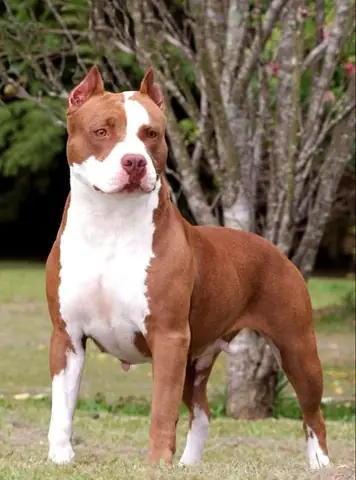 Hình Ảnh Chó Pitbull Thuần Chủng Hình Ảnh Chó Pitbull Thuần Chủng