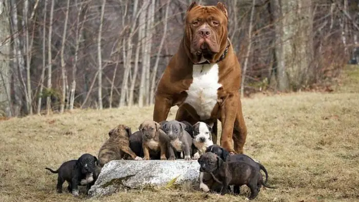 Hình Ảnh Chó Pitbull Thuần Chủng Hình Ảnh Chó Pitbull Thuần Chủng