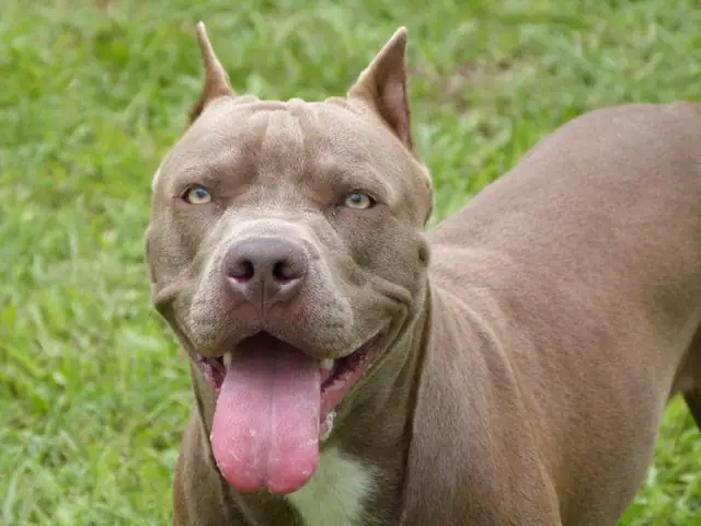 Hình Ảnh Chó Pitbull Thuần Chủng Hình Ảnh Chó Pitbull Thuần Chủng