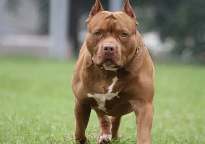 Hình Ảnh Chó Pitbull Thuần Chủng Hình Ảnh Chó Pitbull Thuần Chủng