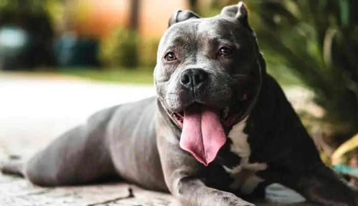 Hình Ảnh Chó Pitbull Thuần Chủng Hình Ảnh Chó Pitbull Thuần Chủng