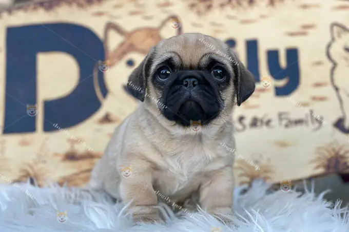 Hình Ảnh Cho Hình Ảnh Chó Pug Dễ Thương: