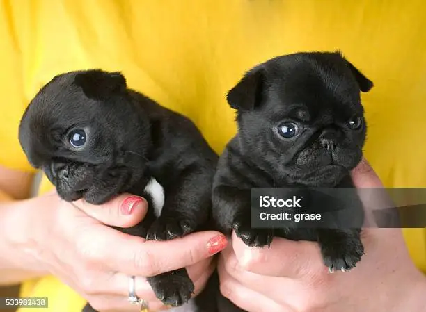 Hình Ảnh Cho Hình Ảnh Chó Pug Dễ Thương: