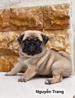 Hình Ảnh Cho Hình Ảnh Chó Pug Dễ Thương: