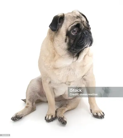 Hình Ảnh Cho Hình Ảnh Chó Pug Dễ Thương: