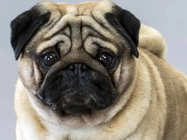 Hình Ảnh Cho Hình Ảnh Chó Pug Dễ Thương: