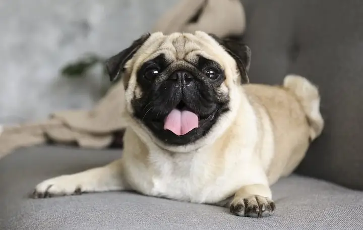 Hình Ảnh Cho Hình Ảnh Chó Pug Dễ Thương: