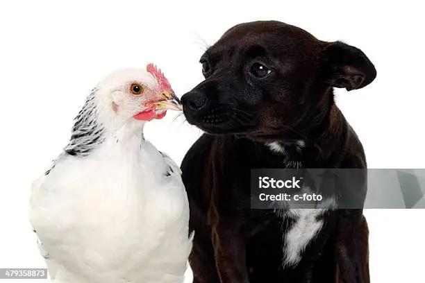 Hình Ảnh Chó Và Gà: Khám Phá Mối Quan Hệ Và Đặc Điểm Giữa Hai Loài Động Vật Quen Thuộc