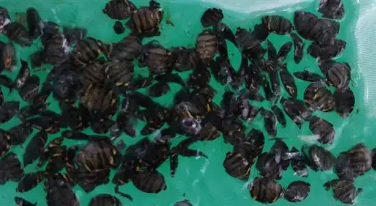 Hình Ảnh Con Cá Nâu: Khám Phá Vẻ Đẹp Và Ý Nghĩa Trong Tự Nhiên ...