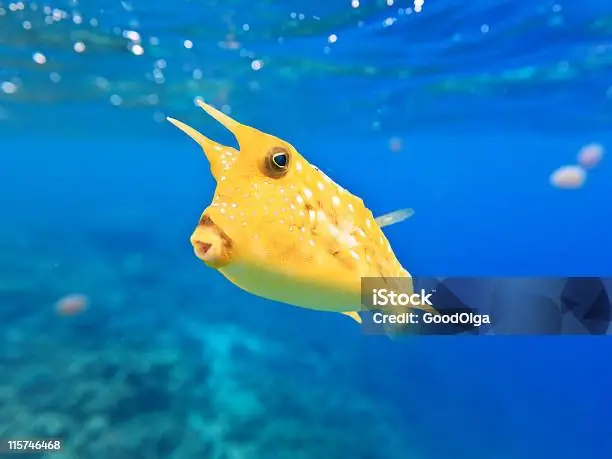 Hình Ảnh Con Cá Bò: Ý Nghĩa Sâu Xa Và Ứng Dụng Trong Đời Sống Hình Ảnh Con Cá Bò: Ý Nghĩa Sâu Xa Và Ứng Dụng Trong Đời Sống