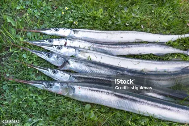 Hình Ảnh Con Cá Kìm: Khám Phá Đặc Điểm Và Môi Trường Sống Của Loài Cá Biển Độc Đáo