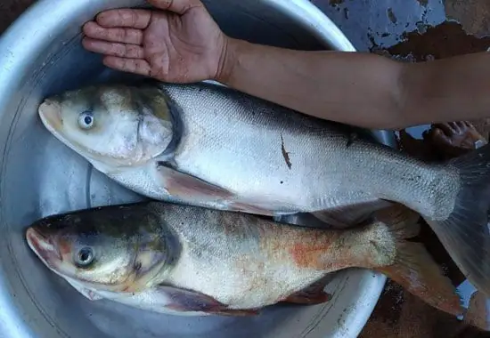 Hình Ảnh Con Cá Mè