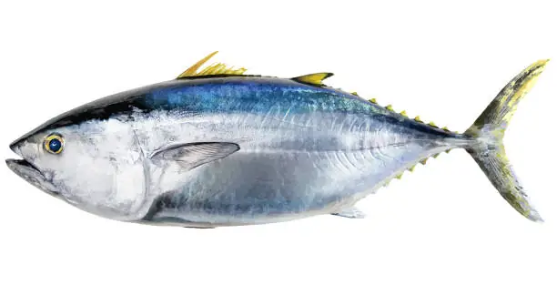 Hình Ảnh Con Cá Ngừ: Khám Phá Thế Giới Của Những Vận Tốc Thủ Dưới Biển