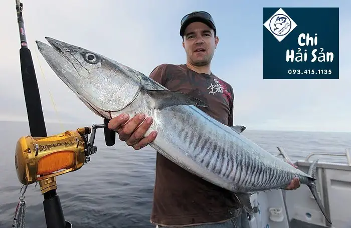 Hình Ảnh Con Cá Thu: Tổng Hợp Kiến Thức Về Loài Cá Biển Được Yêu Thích Hình Ảnh Con Cá Thu: Tổng Hợp Kiến Thức Về Loài Cá Biển Được Yêu Thích