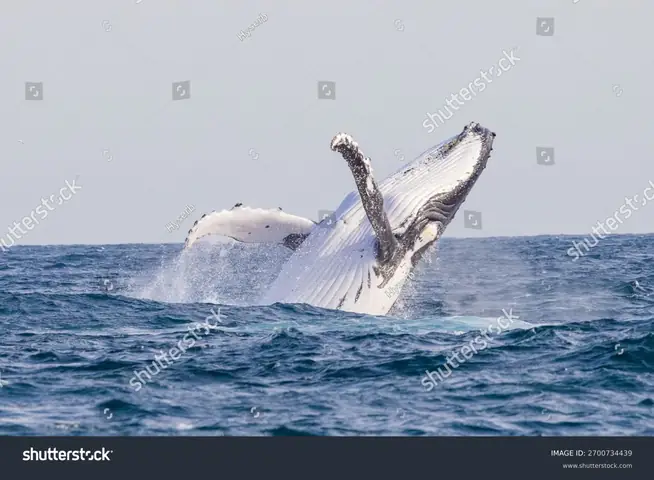 Cá Voi : 289 Nghìn Ảnh, Hình Ảnh Có Sẵn Và Ảnh Miễn Phí Bản Quyền ...