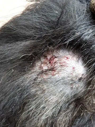 Hình Ảnh Chú Chó Bị Ghẻ Máu Có Dạng Mủ, Nổi Nốt Đỏ Và Rụng Lông