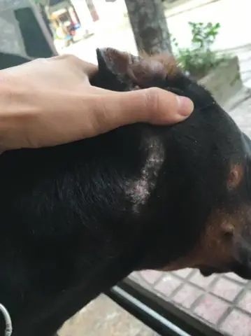 Hình Ảnh Chú Chó Bị Ghẻ Ở Mức Độ Nhẹ Giai Đoạn Này Là Mới Chớm Bị