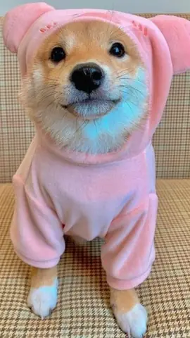 Ảnh Chó Dễ Thương Nhưng Vẫn Tiềm Ẩn Nét “ngáo”