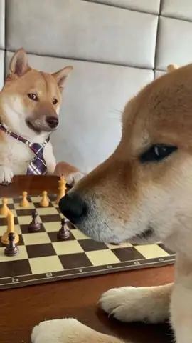 Ảnh Chó Bựa, Độc Lạ Không Thể Bỏ Qua