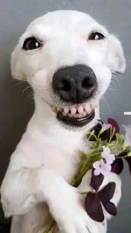 Ảnh Chó Cười Nhe Răng Hài Hước Khó Cưỡng