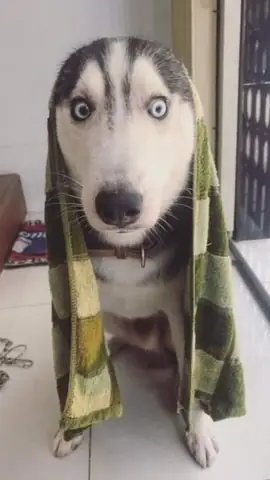 Biểu Cảm Chó “bất Lực” Và “chịu Đựng” Đầy Gây Cười