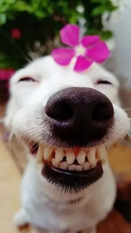 Husky – Biểu Tượng Của Hình Ảnh Con Chó Ngáo