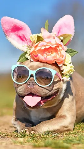 Ảnh Con Chó Hài Hước