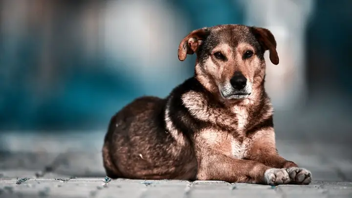 Hình Nền Con Chó Ngầu