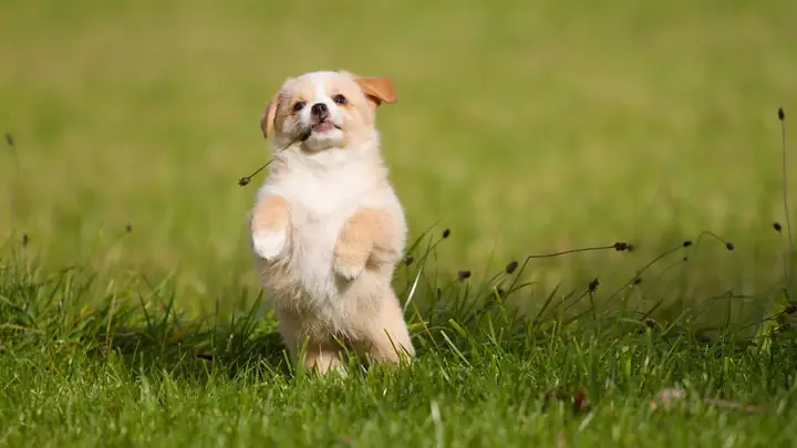 Ảnh Con Chó Ngộ Nghĩnh