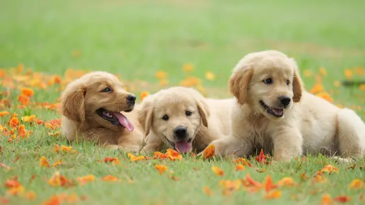 Ảnh Con Chó Ngộ Nghĩnh