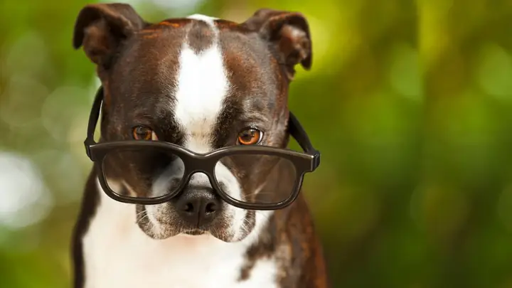 Hình Nền Con Chó Ngầu