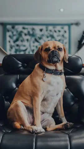 Ảnh Chó Cool Ngầu