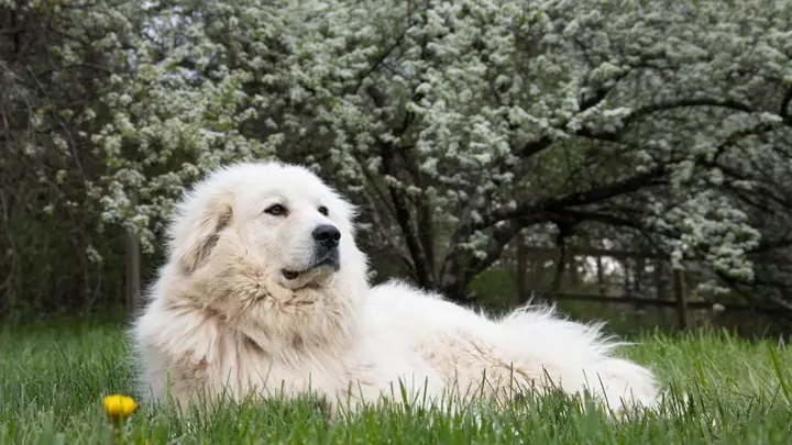 Hình Ảnh Con Chó Đẹp, Chất Lượng Cao