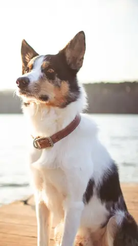 Ảnh Chó Cool Ngầu