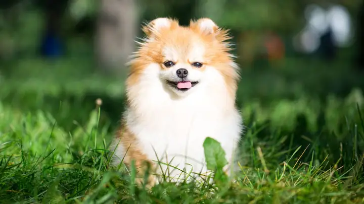 Hình Ảnh Con Chó Đẹp, Chất Lượng Cao