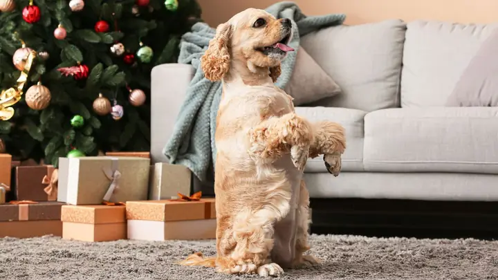 Ảnh Con Chó Ngộ Nghĩnh