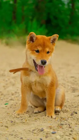 Hình Ảnh Chó Cute Nhất