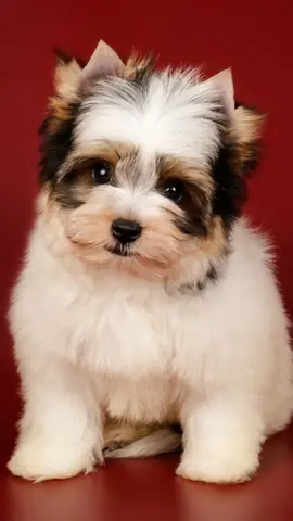 Hình Ảnh Chó Cute Nhất