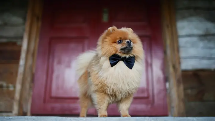 Hình Nền Con Chó Ngầu