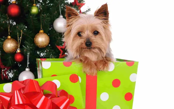 Hình Nền Con Chó Với Ánh Đèn Lấp Lánh Hình Nền Con Chó Với Ánh Đèn Lấp Lánh